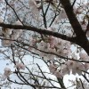 転勤族ママ友・引っ越し後もお付き合いは続くか？～お友達に会いに行く