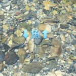 転勤族ぼっち母の夏休み