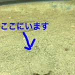 転勤族の幼稚園役員。バザーの準備で干からびています