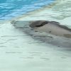 転勤族の役員・卒園と転勤が重なるとてんやわんや